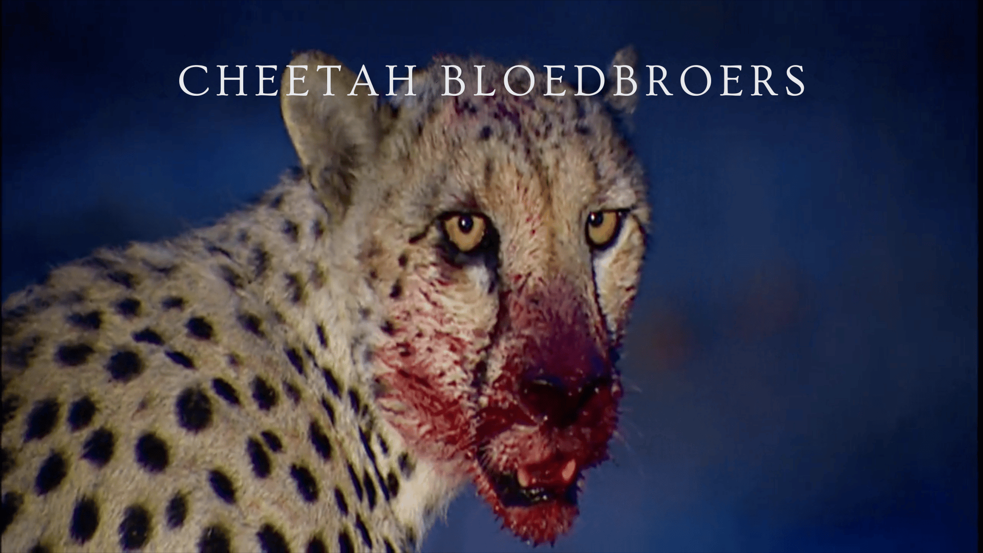 Cheetah Bloedbroers
