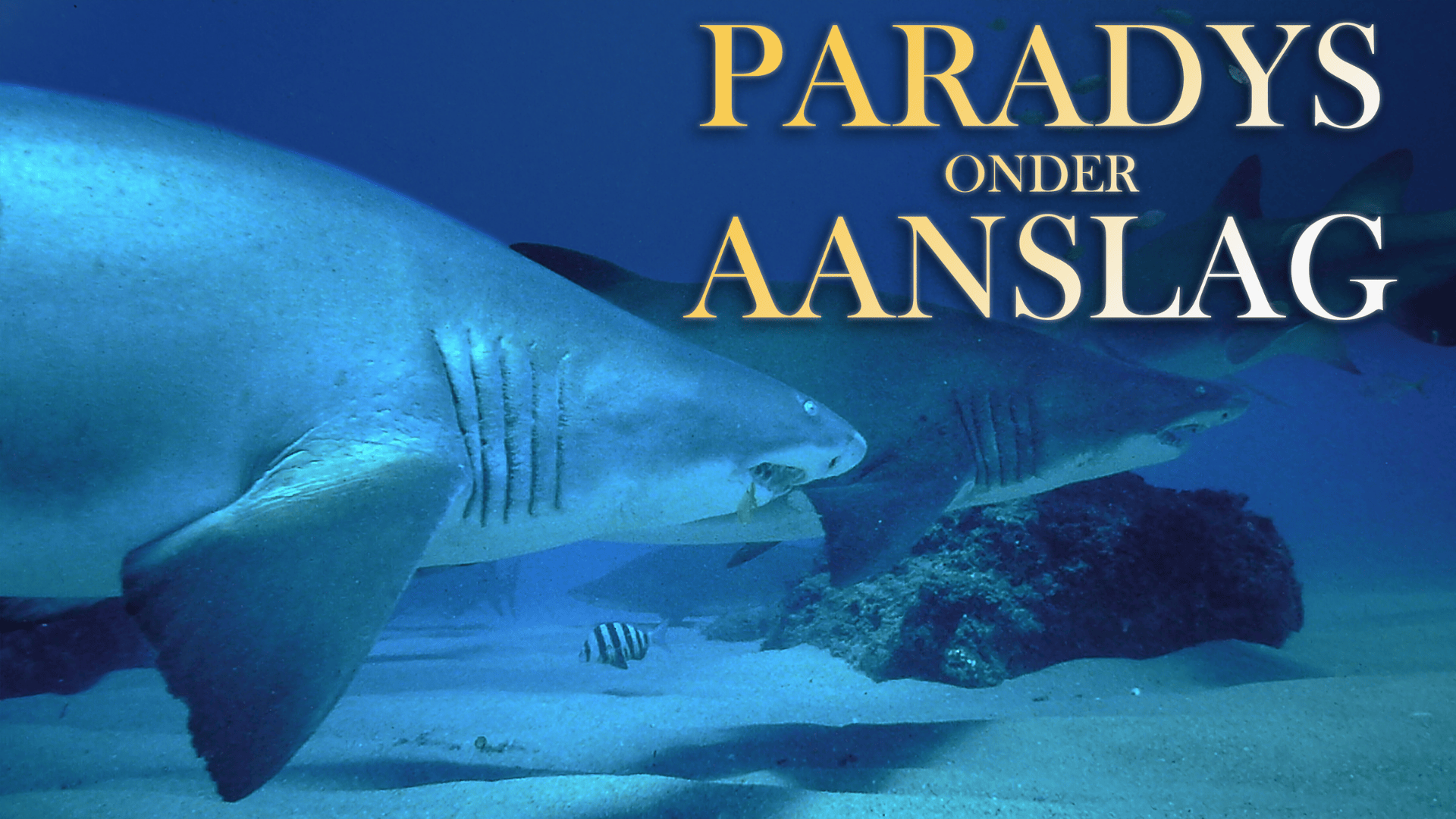 Paradys Onder Aanslag