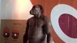 Laai en Koebaai! Ep10