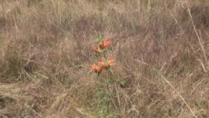 Laai en Koebaai! Ep05