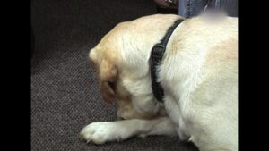 Diere Maniere R1 Ep04