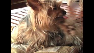 Diere Maniere R1 Ep05