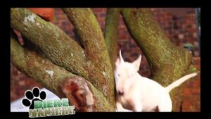 Diere Maniere R1 Ep10