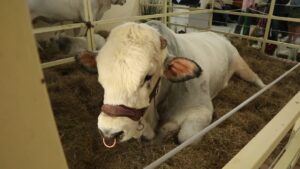 Plaaspraatjies R1 Ep05