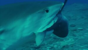 Solank Daar Haaie Is