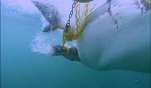 Koraalrif Avonture Ep05 - Superjagters Groot Wit Haaie