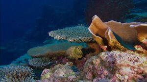 Koraalrif Avonture Ep08 - Bedreiging vir die See