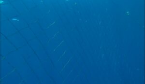 Koraalrif Avonture Ep04 - Seeridders Bottelneusdolfyne