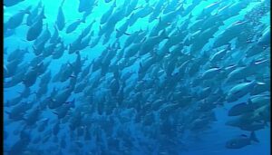 Koraalrif Avonture Ep10 - Wrakke van die Rooi See