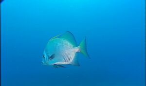 Paradys Onder Aanslag