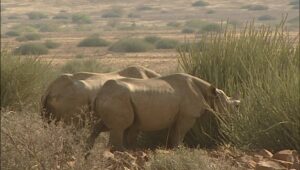 Renosters Op die Wenpad