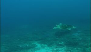 Koraalrif Avonture Ep09 - Seeskilpaaie van die Indiese Oseaan