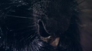 Riviere van die Grotes