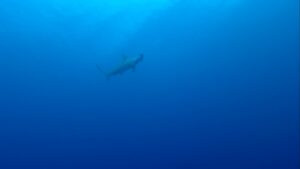 Koraalrif Avonture Ep06 - Silwertiphaaie