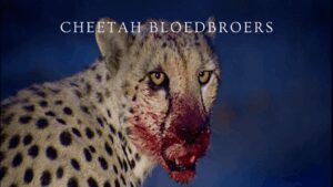 Cheetah Bloedbroers