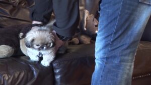 Diere Maniere R2 Ep12