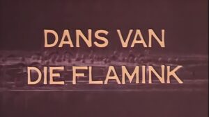 Dans van die Flamink